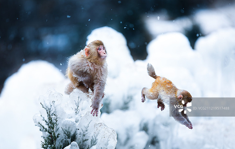 河南济源五龙口景区在冰挂上跳跃的太行猕猴图片素材