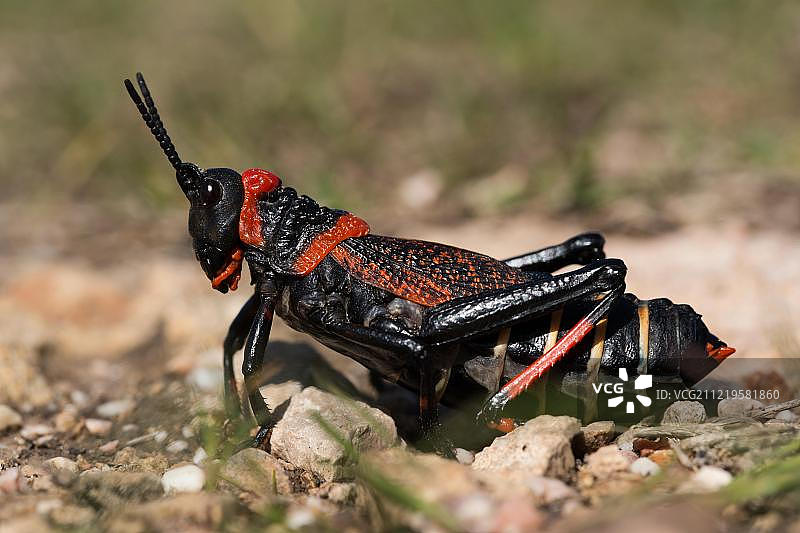 华丽的蚱蜢（Phymateus），南非，非洲图片素材