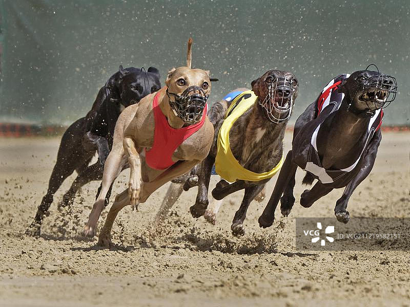 2015年欧洲猎犬锦标赛，德国洪斯特滕图片素材