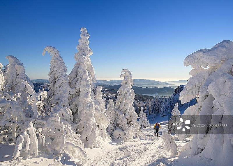 德国巴伐利亚森林自然保护区雪地云杉滑雪之旅图片素材