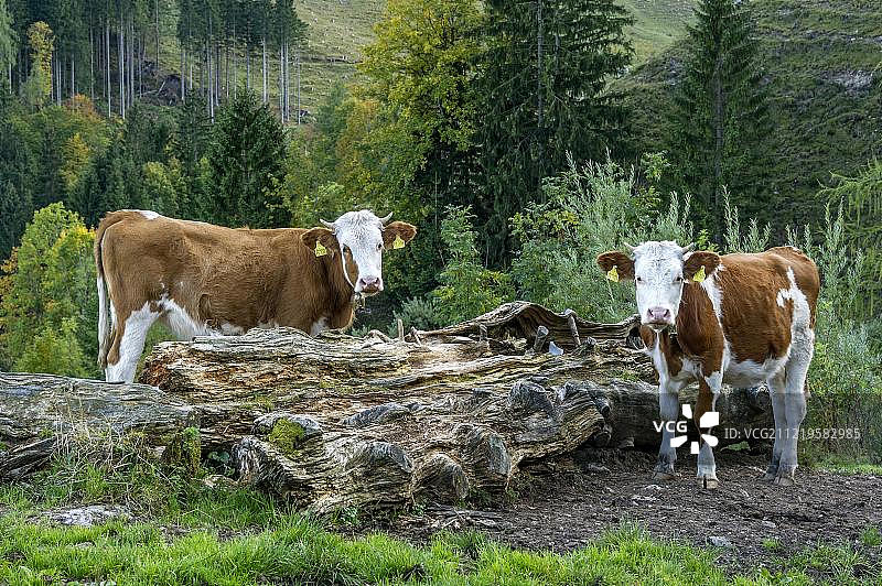 在阿根阿尔姆苏德尔费尔德芒法尔山脉上巴伐利亚巴伐利亚德国欧洲放牧的幼小家畜图片素材