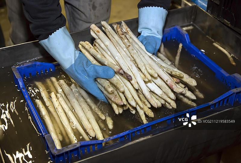 芦笋采摘：工人在芦笋农场清洗和分拣芦笋图片素材