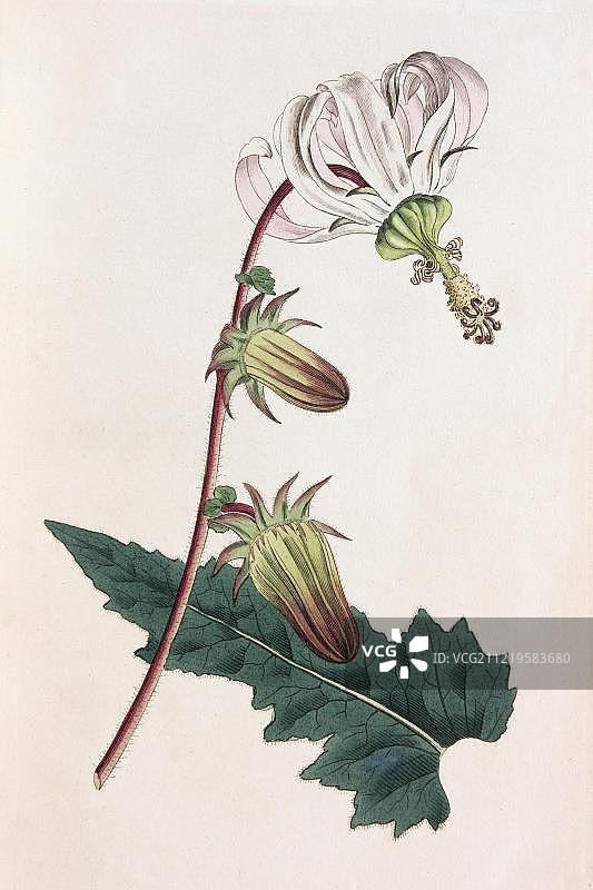 粗叶钟花植物手工着色铜版画图片素材