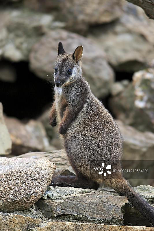 笔尾岩袋鼠，在新南威尔士州岩石上，澳大利亚，大洋洲图片素材