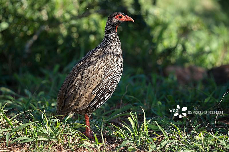 红颈马francolin（Francolinus afer），南非东开普省阿多国家公园图片素材