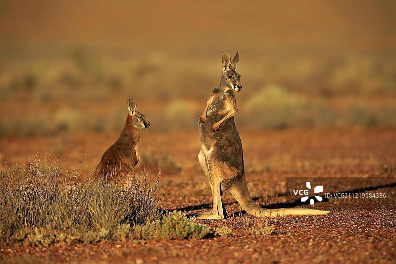 红袋鼠，雌性与幼崽，斯特特国家公园，澳大利亚新南威尔士州图片素材