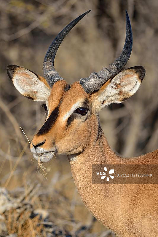 黑脸黑斑羚（成年雄性）在埃托沙国家公园吃干草，纳米比亚，非洲图片素材