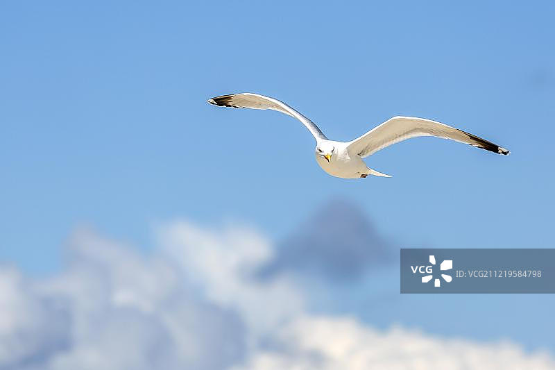 小黑背鸥 (Larus fuscus)，德国石勒苏益格-荷尔斯泰因州阿姆鲁姆图片素材