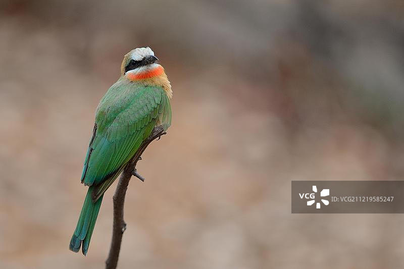 栖息在树枝上的白额蜂虎，南非克鲁格国家公园图片素材