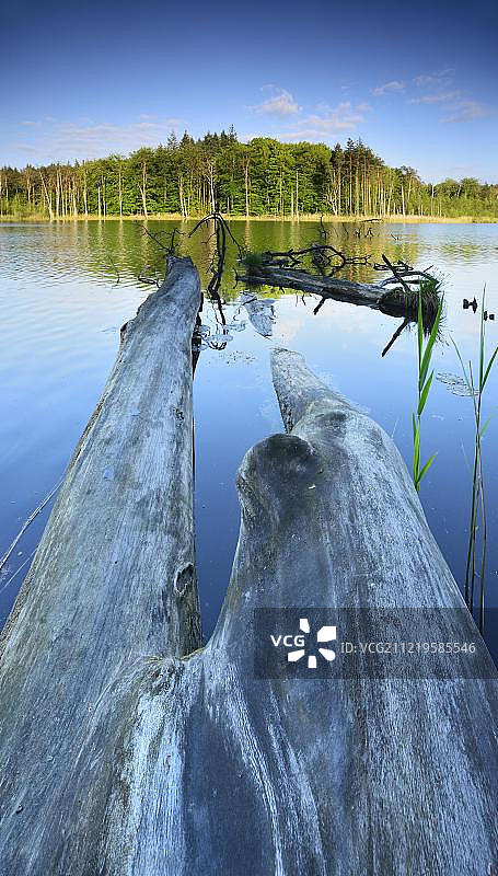 德国梅克伦堡-西波美拉尼亚州穆里茨国家公园施魏因加滕湖中的枯木图片素材