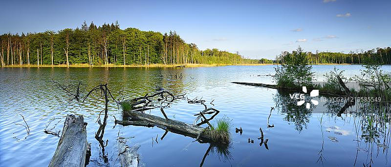 德国梅克伦堡-西波美拉尼亚州穆里茨国家公园施魏因加滕湖中的枯木图片素材