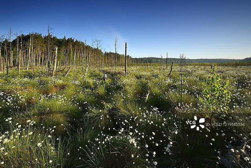 德国梅克伦堡-前波美拉尼亚州 Müritz 国家公园的沼泽和棉菅图片素材