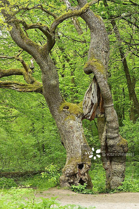 贝特莱切：德国海尼希国家公园的地标性橡树图片素材