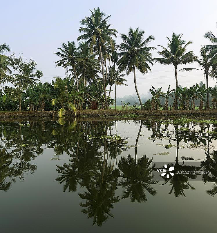 喀拉拉邦阿拉普扎附近的回水区棕榈树倒影图片素材