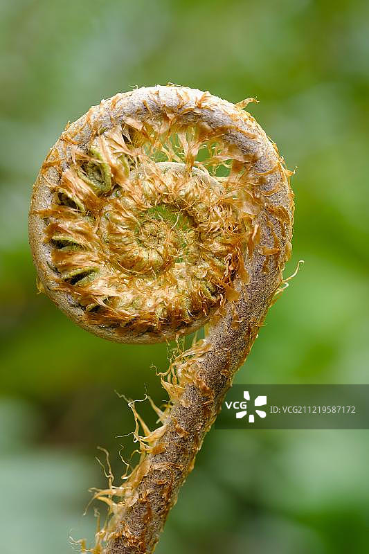 幼蕨叶螺旋（维管植物），特雷巴花园，英国康沃尔郡图片素材
