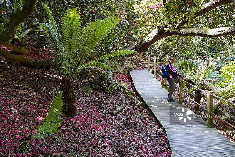 树蕨和杜鹃花瓣，迷失花园，英国康沃尔图片素材