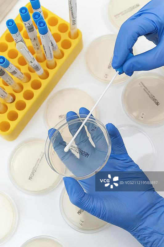 培养皿中培养的黏膜涂片，MRSA细菌的微生物学诊断，临床实验室图片素材