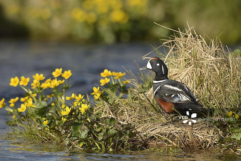 丑鸭，雄性，拉克萨河畔植被，冰岛图片素材