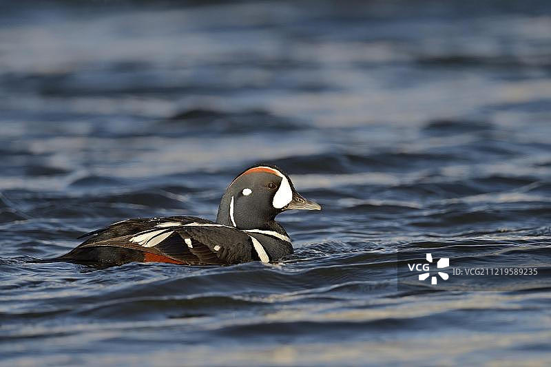 丑鸭，游动的雄鸭，拉克萨河，北岛，冰岛图片素材
