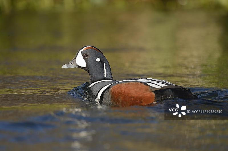 丑鸭，游动的雄鸭，拉克萨河，北岛，冰岛图片素材