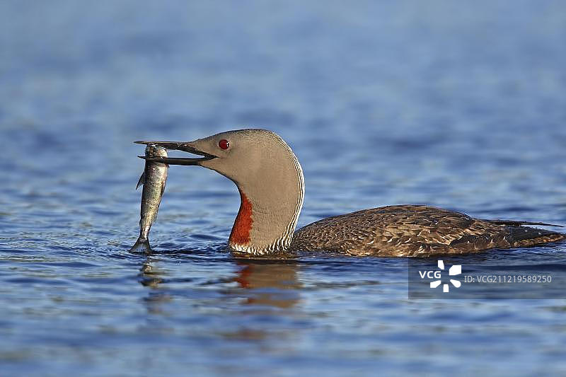 红喉潜鸟捕食鱼，瑞典，欧洲图片素材