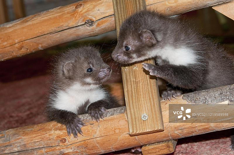 欧洲奥地利蒂罗尔：屋顶横梁间的山毛榉貂（欧洲石貂）幼崽图片素材