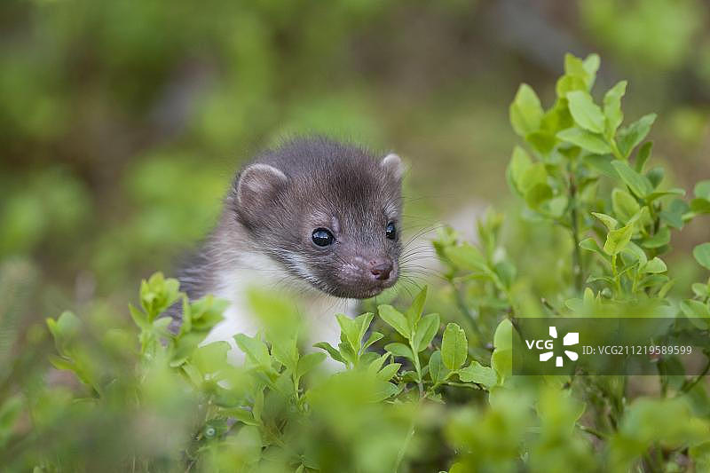 欧洲奥地利灌木丛上的欧洲松貂幼崽动物肖像图片素材