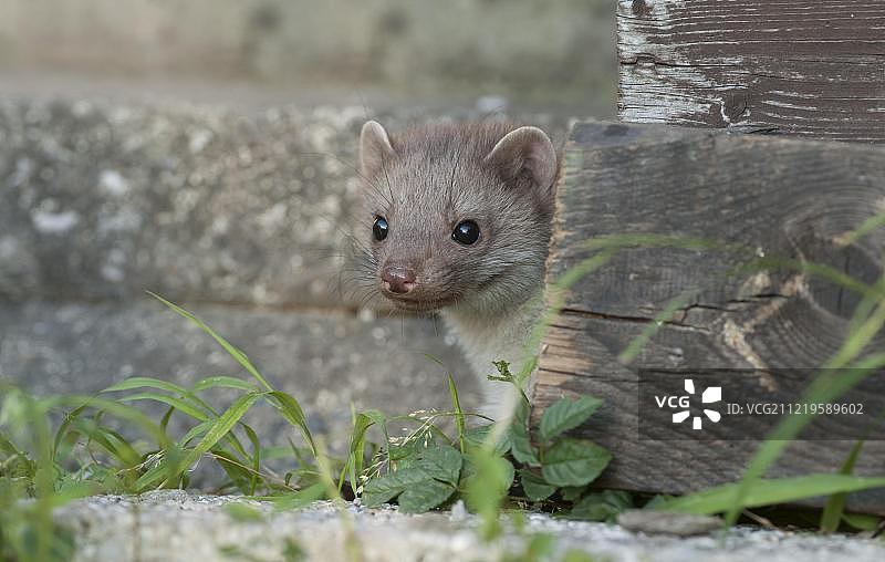 好奇地从木板后面向后看的年轻的欧洲松貂图片素材