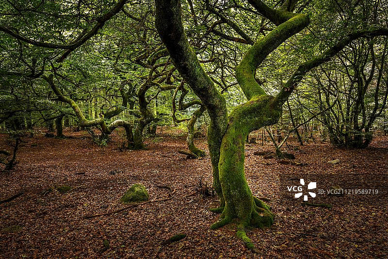 瑞典奥兰岛的魔法森林：缠绕的树木图片素材