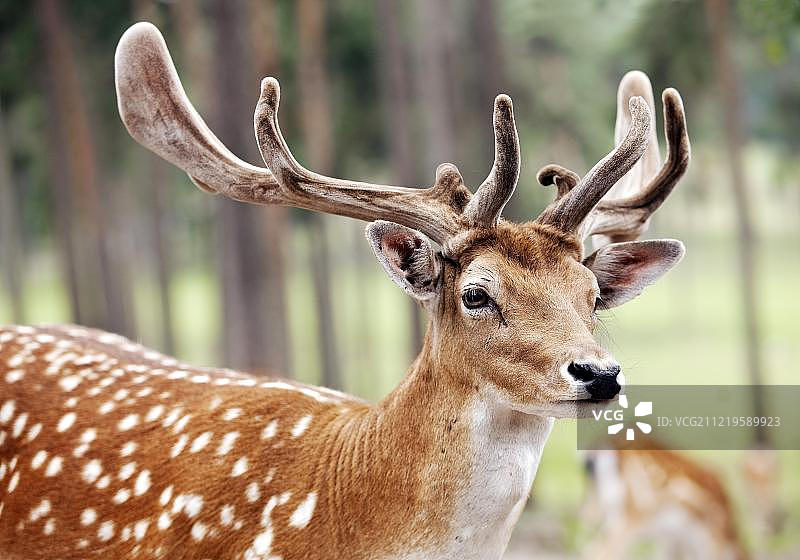 德国北莱茵-威斯特法伦的梅花鹿图片素材