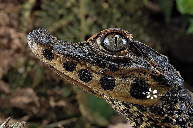 非洲加纳圈养的侏儒鳄幼崽动物肖像图片素材