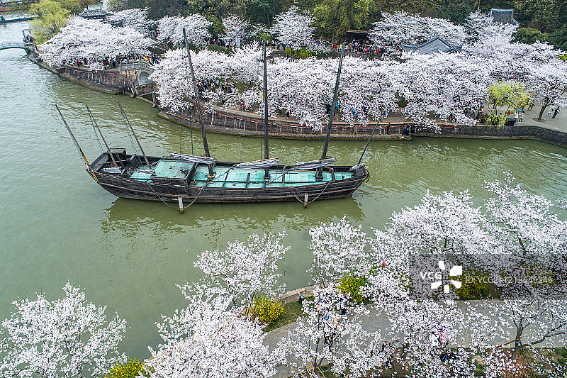 无锡太湖 鼋头渚 樱花季 航拍图片素材