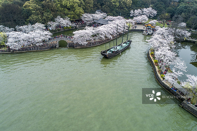 无锡太湖 鼋头渚 樱花季 航拍图片素材