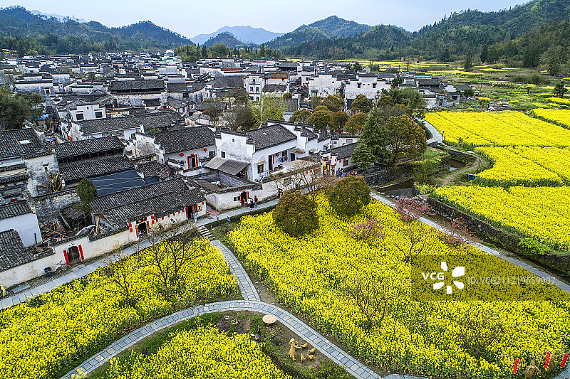 安徽 黄山 黟县 西递村 油菜花季 航拍图片素材