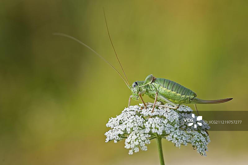 螽斯（Tettigonioidea）在花上，德国萨克森-安哈尔特州图片素材