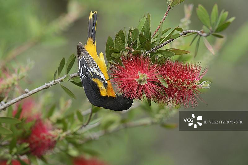 北美洲美国德克萨斯州南帕德里岛：成年雄性巴尔的摩金莺采食柠檬瓶刷灌木花图片素材