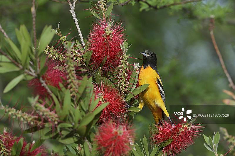 北美德克萨斯州南帕德里岛的巴尔的摩金莺图片素材