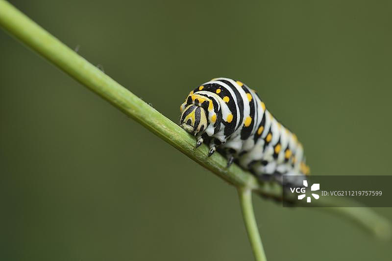 黑凤蝶（Papilio polyxenes）毛毛虫在茴香寄主植物（Foeniculum vulgare）上进食，美国德克萨斯州山 Country，北美图片素材