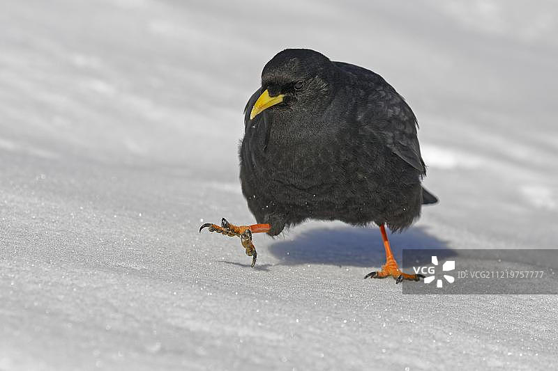 在意大利多洛米蒂山雪地里的阿尔卑斯星鸦图片素材