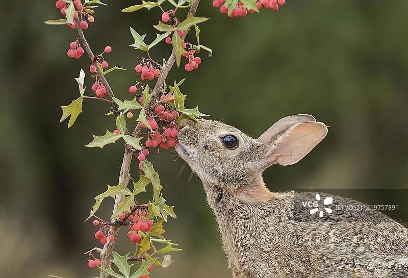 美洲兔食用三叶葡萄图片素材