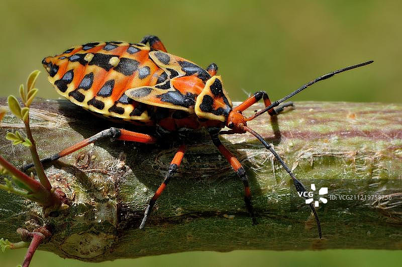 树上的椿象，科罗萨尔区，伯利兹，中美洲图片素材