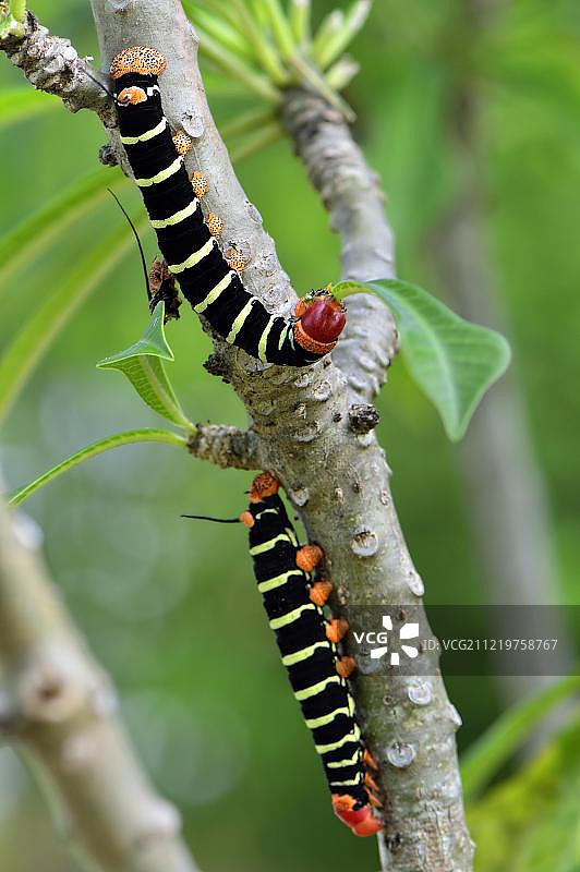 四角天蛾（Pseudosphinx tetrio），毛毛虫，科罗萨尔区，伯利兹，中美洲图片素材