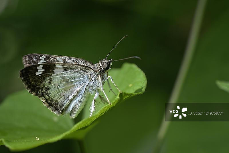 玻璃翼弄蝶（Xenophanes tryxus），中美洲伯利兹科罗萨尔区图片素材