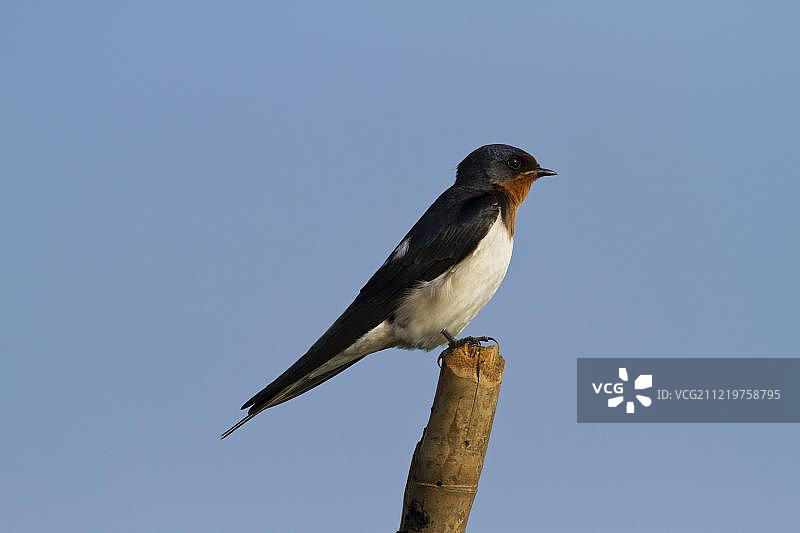 蓝天背景下栖息树枝的燕子，泰国图片素材