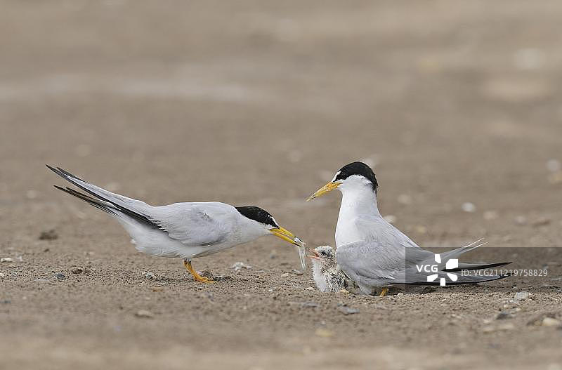 小燕鸥喂食幼鸟（美国德克萨斯州南帕德里岛）图片素材
