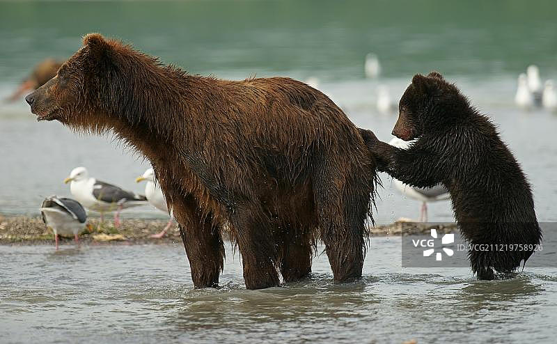 堪察加半岛库页湖的雌性棕熊及其幼崽图片素材