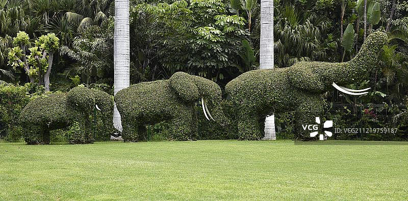 造型园林，修剪成大象形状的灌木，位于西班牙特内里费岛图片素材