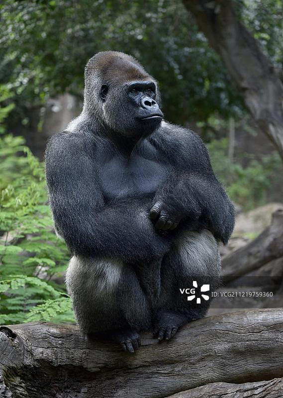 圈养环境下的西部低地大猩猩，银背坐在树干上图片素材