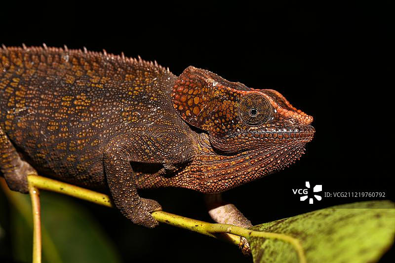 短角变色龙，非洲马达加斯加图片素材