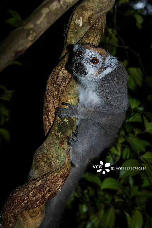 冕狐猴，安卡拉纳青贝国家公园，马达加斯加图片素材